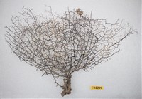 藏品(珊瑚標本)的圖片